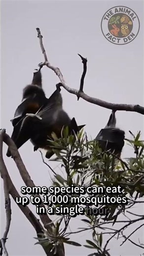 Night Creatures: Interesting Facts About Bats