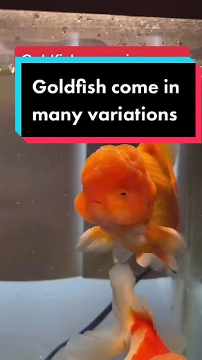 Variations of Goldfish: Colors, Shapes, and Breeding