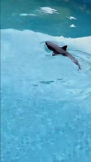 Ocean Explorer: High-Tech RC Shark Toy for Pool Adventures