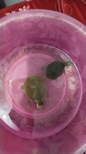 turtles Chinese box turtle