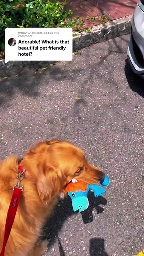 7.4K views · 201 reactions | Replying to @anastasia985214 The Emeline hotel in Charleston was amazing! Teddy and I loved it. Would definitely recommend you stay there. @MAKEREADY #dog #puppy #goldenretriever | SbdmLove Dog 49825 | Facebook