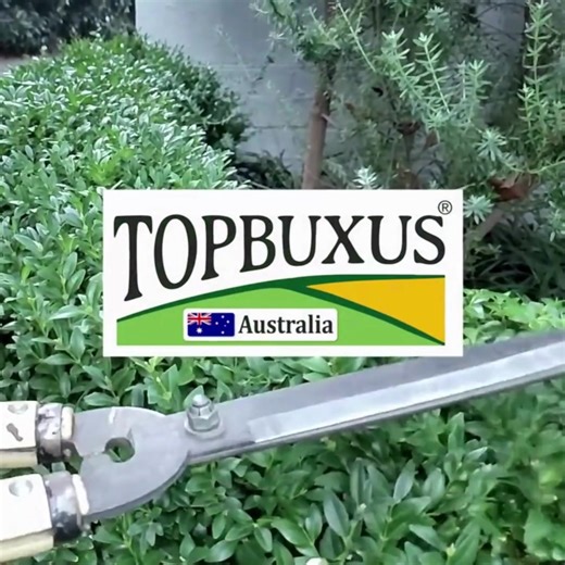 Activate Buxus growth in as quick as 3 months! 🌳⚡ TOPBUXUS® GROW is a very fast acting professional Buxus fertiliser: 💚 20kg covers 400m2 💚 Fast acting fertiliser 💚 No yellow leaves 💚 Eco and pollinator friendly 💚 Comes in 3 sizes: 500G, 5KG & 20KG For best results use with Topbuxus Health Mix. 💪 Rated 4.75 after hundreds of reviews from Australian gardens! 🇦🇺 Boost your Buxus today: https://topbuxus.com.au/collections/homepage/products/topbuxus-grow-turbo-20kg | Topbuxus Garden Care