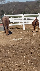 Another way I like to foal watch!! Ted and Ruby sittin in a tree!! | Running Springs QH & Cattle Co