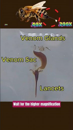 🔬 Dissection of Honey Bee Stinger l Sting Apparatus #wildlife #HoneyBee #BeeStinger #Entomology