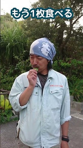 沖縄伝統野菜「米青菜（メーオーパー）」を栽培して食べてみた #沖縄 #伝統野菜 #米青菜 #飼育員の仕事