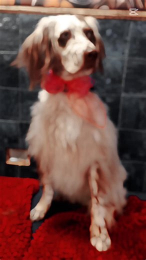 Video di Sara dog style (@saradogstyle) con Young And Beautiful - Lana Del Rey