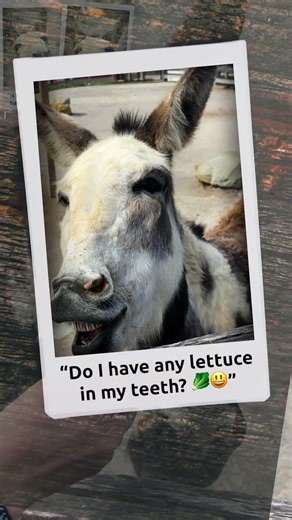 Miniature Donkeys Are Totally Photogenic