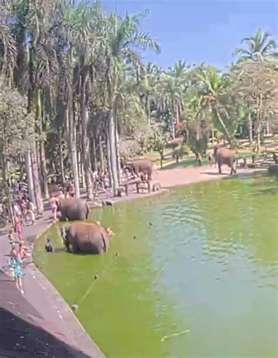 Mason Elephant Park & Lodge, Taro, Ubud, Bali Live Cam