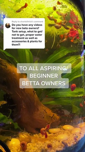 Beginner Betta Tank Setup Guide: Fluval 15 Flex & More