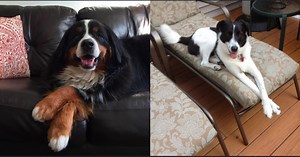 Why Dogs Cross Their Paws Like People, According to Science