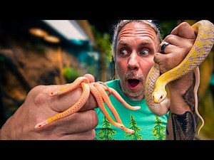 11 BABY ALBINO GARTERSNAKES BORN!! SNAKE EGG CUTTING!! | BRIAN BARCZYK
