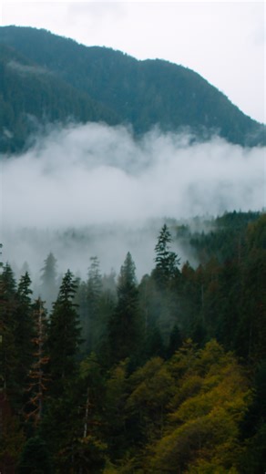 There's more to fungus than meets the eye. Beneath the surface lies a network of strands that connects vast swaths of forest—the wood wide web. 🍄 | National Geographic TV