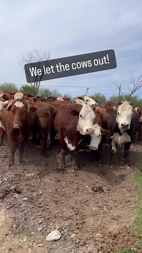 1.8K views · 109 reactions | Spring has been good to this big guys and girls. They’re enjoying the grass, the weather, the company and the freedom. ❤️ We’d love if you became a monthly donor to help us keep caring for our herd. You can do so on Patreon at https://www.patreon.com/fgah | Farmhouse Garden Animal Home | Facebook