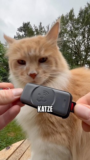 Nils Jacobi / THE CATOGRAPHER on Instagram: "*Anzeige* Wir haben den neuen GPS Tracker von @fressnapf_deutschland getestet. Als „Katzen GPS Experte“ beantworte ich gern eure Fragen in den Kommentaren! Mit 35g ist der GPS Tracker leicht, bietet Ortung und Aktivitätstracking und das ohne Abogebühr für 2 Jahre. #furryfritz #gpstracker #katzentracker #fressnapf #fressnapftracker #tracker #miezekatze #katzenliebe #freigängerkatze"