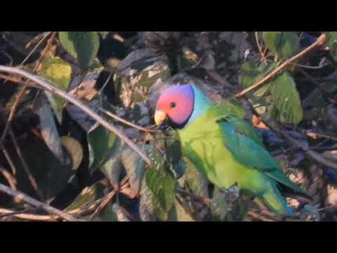 “Plum-headed parakeets are having lantana fruits #parrot #parakeet #wildlife #viral