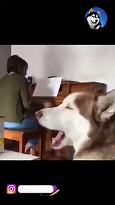 Huskies are natural performers! 🎤 🤣 | Huskymag