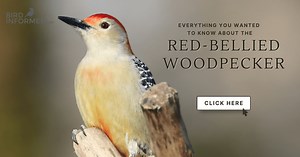 Red-bellied woodpecker - Bird Informer