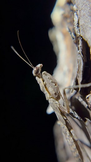 Is their bark worse than their bite? The beautiful bark mantises truly stand out (or rather the opposite) with their fantastic camouflage. These insects seemingly disappear into their surroundings; and extremely helpful adaptation for getting close enough to their prey to strike. Mantids are known for their complex eyes, their predatory behavior and their impressive raptorial arms, but it’s not often we get to see these all in effect! While filming this little short, an unlucky moth was drawn to