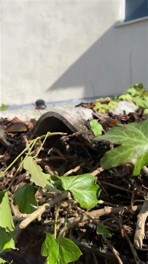 Removal of ivy from the building and rooftops