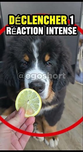 Pourquoi les citrons sont-ils si détestés des chiens ? 🤔