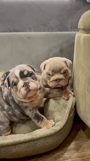 184K views · 9.4K reactions | He is so grumpy  #EnglishBulldog #BulldogLove #BulldogLife #BulldogsofInstagram #BulldogPuppy #BulldogNation #BulldogsofIG #BulldogCommunity #BulldogLovers #BulldogFamily #DogsofInstagram #DogLovers #DogLife #InstaDog #puppylove #Dogstagram #CuteDogs #PuppyLife #DogsofIG #Dogs_of_World | The Bully Village | Facebook