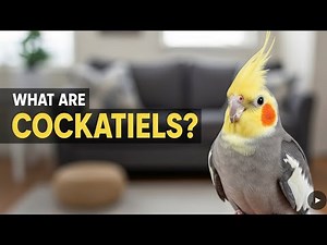 What Are Cockatiels? 🐦 The Adorable Birds Explained!