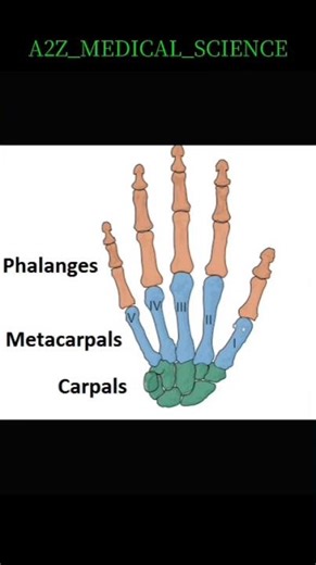 human bones name with magic songs