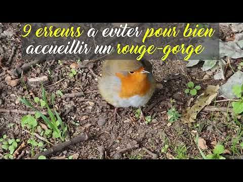 9 Erreurs à éviter Pour Bien Accueillir Un Rouge-Gorge Dans Son Jardin