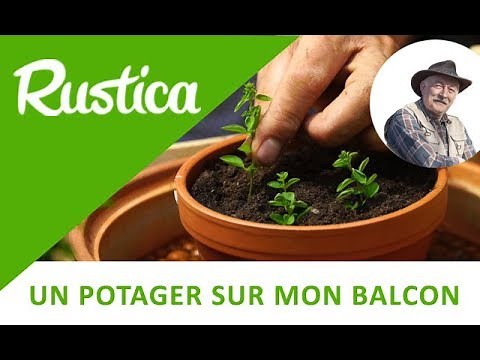 Propagating oregano