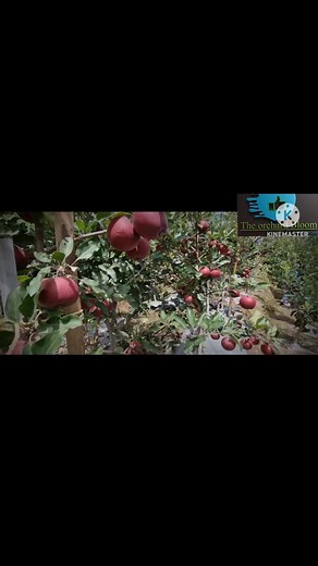 3.4K views · 111 reactions | Gala apple | The Orchard Bloom | Facebook