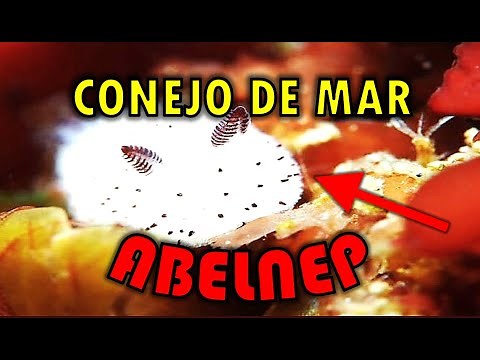 Conejo de mar | Jorunna Parva | Abelnep Oficial