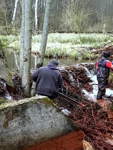 Beaver Dam On An Old Concrete Penstock - Manual Be | Beaver Dam Removal