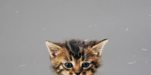 The most cat-loving areas of Britain