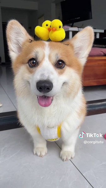 Corgi Puppy with Duck Toys: A Joyful Indoor Moment