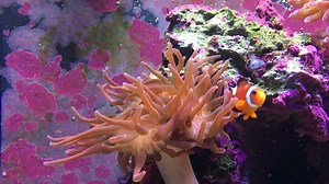48K views · 1.1K reactions | “Keep your friends close, anemones closer.” Watch this clownfish try and try again to feed his sea anemone BFF until finally the anemone accepts the gift and scarfs up the shrimp! #CMAinspires | Winter the Dolphin | Facebook