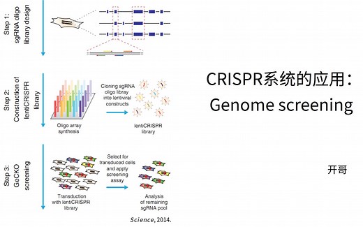【微观生物】【进阶课】2. CRISPR系统的应用之全基因组扫描