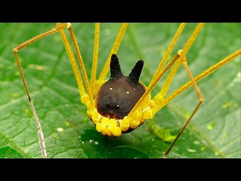 Top 10 Most BIZARRE Creatures That Actually EXIST!