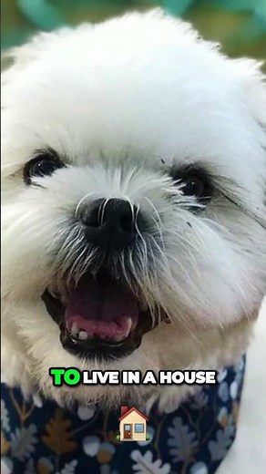 Meet the Malshi - Shih Tzu and Maltese Cross