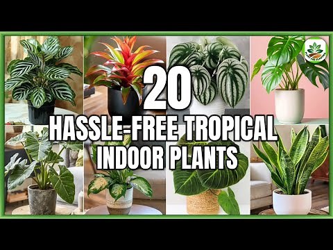 20 Best Easy-to-Care Tropical Indoor Plants | Indoor Tropical Houseplants | Plant and Planting