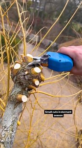 Pollarding is a method of pruning that keeps trees and shrubs smaller than they would naturally grow. It is normally started once a tree or shrub reaches a certain height, and annual pollarding will restrict the plant to that height. Pollarding is best carried out during the dormant winter months, when the leaves of deciduous trees have fallen, it’s much easier to see the shape you are creating and there’s less stress to the tree as there is minimal loss of sap. You shouldn’t pollard a mature tr