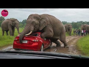 100 Most Incredible Animal Moments Caught On Camera | Incredible Moments l Wild Animal Encounters #4