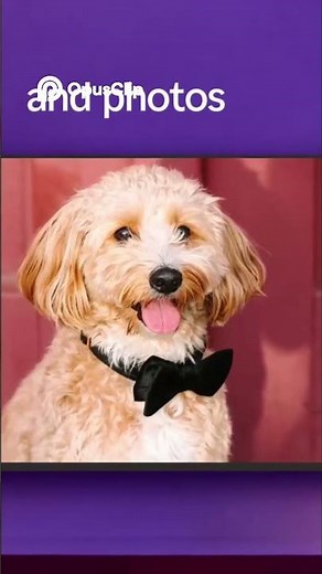 LG TV: AI Magic Remote & Roku Features! Best Mid-Range TV?