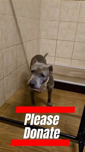 ‼️ This is not easy to say, but we’re in crisis mode. We are currently caring for 76 dogs and puppies, but we’re barely surviving. Despite our ongoing pleas, we’ve only raised $3,300 this entire month, yet our food and care costs exceed $2,500 every single week. It’s the end of the month, and our debt is crippling. Our freezer is almost empty. We are struggling to feed the dogs in our care, dogs who rely on us for every meal, every moment of safety, every ounce of care and love we have. Today is
