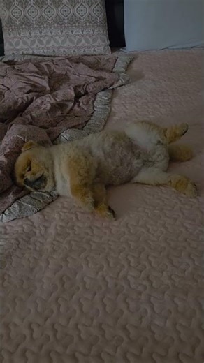 깊이 빠져들게됩니다 #강아지 #솜뭉치