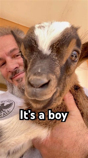 Capra capra capra #itsaboy