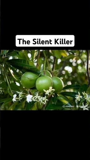 The Silent Killer : Cerbera odollam