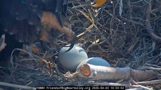 It’s happening! Big Bear eagles Jackie and Shadow see first pip of 2026 hatching season