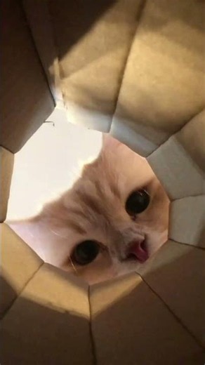 Kinako asmr! #asmr #cat #cats #cute #kinako