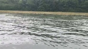 Got back from Belgium late last night after fishing for two days on the world champ venue. It looks quite good to be honest, just hope it holds up after 5 days of bombardment when we come back at the start of September. There's some strange rules we had to stick to whilst practicing like putting all perch back, if you got caught with one in the keepnet there was a £240 fine 🙄. This is one of the boats that went past, this one is empty but the ones that are full take all the water away from the 