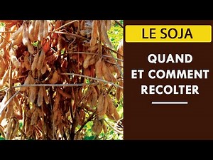 Le Soja : quand et comment récolter